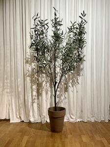 Konstväxt Olive tree - 200cm Olivträd