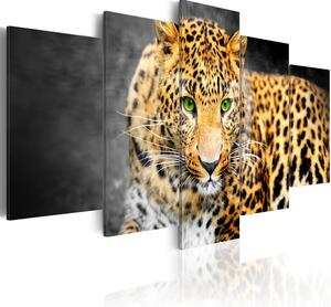 Canvas Tavla - Green-eyed leopard - 100x50