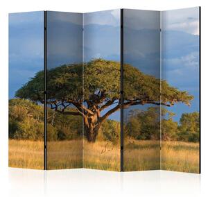 Rumsavdelare / Skärmvägg - African acacia tree, Hwange National Park, Zimbabwe II - 225x172