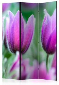 Rumsavdelare / Skärmvägg - Purple spring tulips - 135x172