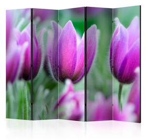 Rumsavdelare / Skärmvägg - Purple spring tulips II - 225x172