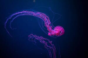 Fotografi Deep blue purple,Close-up of jellyfish swimming, Sebastian von Ehren / 500px