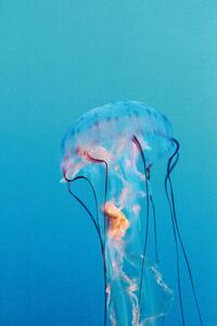 Fotografi Purple striped jellyfish, Chrysaora colorata, LagunaticPhoto