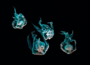 Fotografi Ocean jellyfish, SEAN GLADWELL