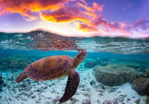 Fotografi Sunset Turtle, Mitchell Pettigrew