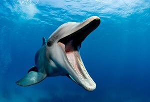 Fotografi Atlantic bottlenose dolphin, Tursiops truncatus, Stephen Frink