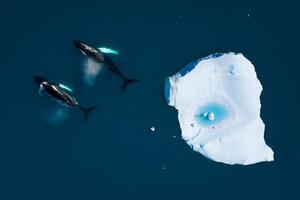 Fotografi aerial view of whales swimming among icebergs, Monica Bertolazzi