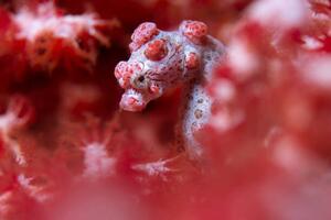 Fotografi Pygmy Seahorse reef, mkurtbas