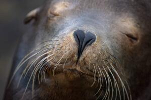 Fotografi Adorable Close Up of Heart Shaped, Vicki Jauron, Babylon and Beyond Photography