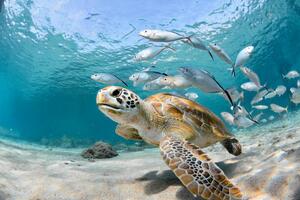 Fotografi Turtle closeup with school of fish, LFPuntel