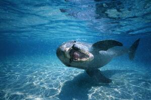 Fotografi Bottle-nosed dolphin ,Honduras,underwater view, Stuart Westmorland