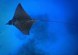 Fotografi Eagle Ray, Tomasz Dutkiewicz