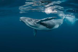 Fotografi A Baby Humpback Whale Plays Near, Craig Lambert