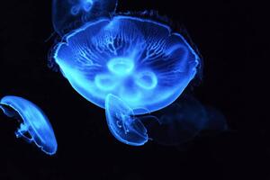 Fotografi Close-up of jellyfish swimming in sea, jiangshitou808 / 500px