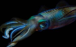 Fotografi Reef squid, Aleksei Permiakov