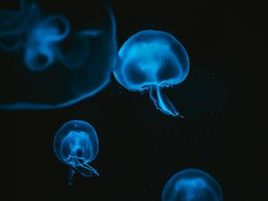 Fotografi Jellyfish, Martin Herzog