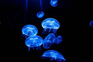 Fotografi Jellyfish, Sandrine Bercier