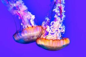 Fotografi Jellyfish In The Water, Roberto Machado Noa