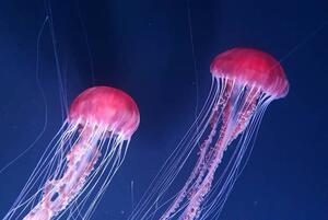 Fotografi Beautiful jellyfishes floating in water, Busà Photography