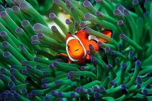 Fotografi False clown anemonefish sheltering in, Georgette Douwma
