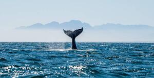 Fotografi Seascape with Whale tail., USO