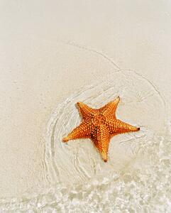Fotografi Orange starfish on sandy seashore, high angle view, Catherine Ledner
