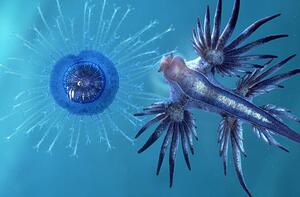 Fotografi sea slug: glaucus atlanticus eating, Oxford Scientific