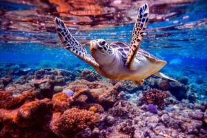 Fotografi Sea turtle swims under water on, cookelma