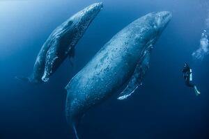 Fotografi Scuba diver approaches adult female humpback, Rodrigo Friscione