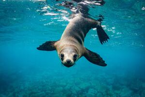 Fotografi Close-up of seal swimming in sea, Grant Thomas / 500px