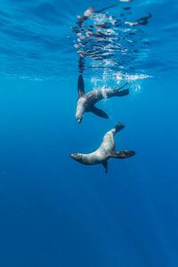 Fotografi Southern Sea Lions, Diego Ramirez Islands, Chile, Paul Souders