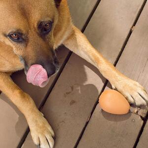 Hundleksak, studsande ägg