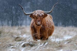 Fotografi Snowy Highland cow, Richard Guijt