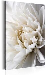 Canvas Tavla - White Dahlia - 60x90