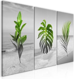 Canvas Tavla - Plants (Collection) - 60x30