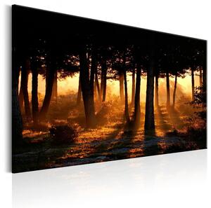 Canvas Tavla - Forest Dawn - 90x60