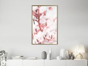 Inramad Poster / Tavla - Cotton Flowers - 20x30 Svart ram med passepartout