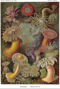 Poster, Affisch Ernst Haeckel - Seeanemonen