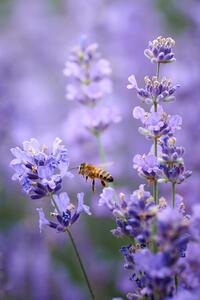 Fotografi Lavender world, Andrii Kazun