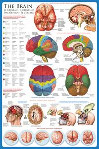 Poster, Affisch The brain