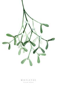 Illustration Watercolor mistletoe illustration, Blursbyai