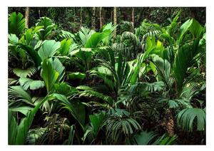 Fototapet - Freshness of the Jungle - 150x105