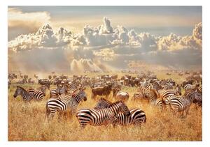 Fototapet - Zebra Land - 150x105