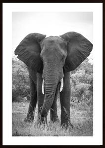 Big Elephant Poster