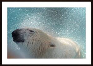 Polar Bear Shakes Off Water Poster