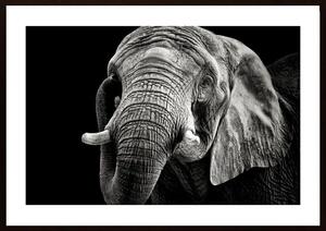 African Elephant Poster