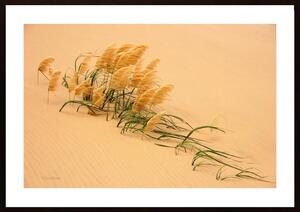Pampas Grass In Sand Dune Poster