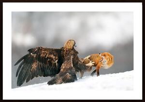Golden Eagle And Red Fox Poster