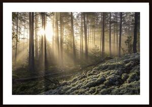 Fog In The Forest With White Moss In The Forground Poster