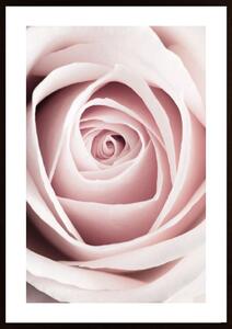 Pink Rose No 1 Poster